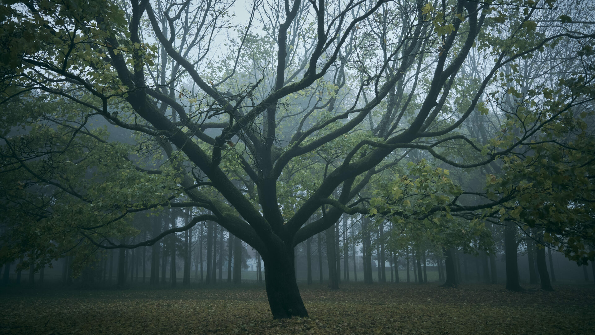 Landscape-21-scaled-aspect-ratio-16-9
